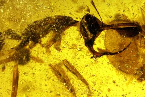 Ученые обнаружили муравьев-вампиров, которые проникали в свою жертву металлизированным рогом