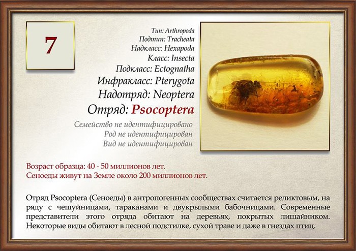 Древние мухи в янтаре: в Череповце открылась уникальная выставка