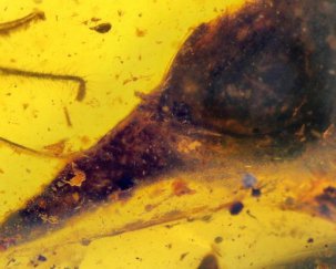 В янтаре нашли череп крошечного динозавра