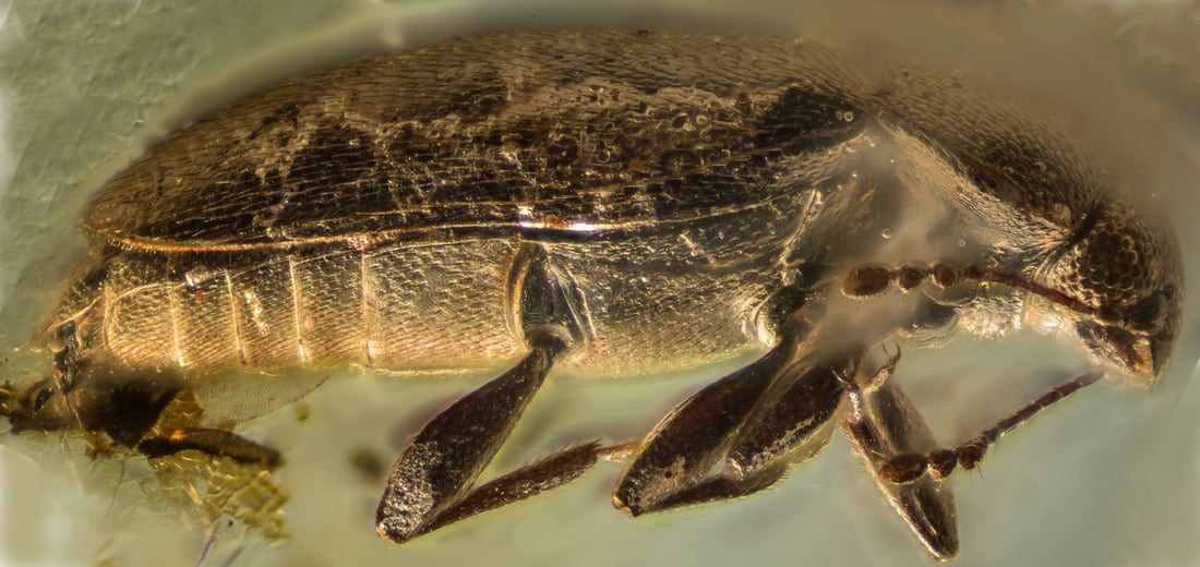 В янтаре обнаружили вымерший вид жука