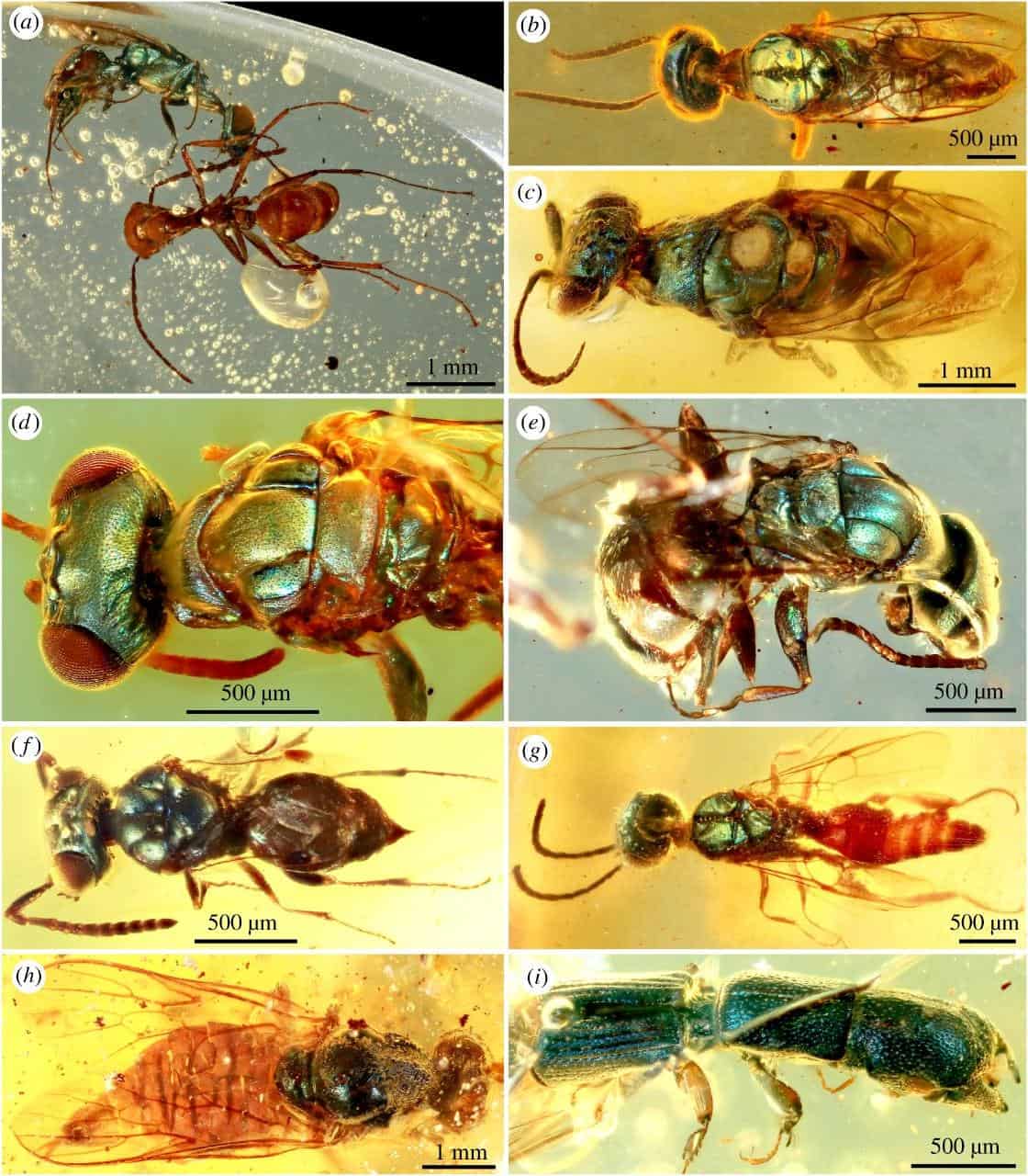 Палеонтологи разглядели цвета мезозойских насекомых из янтаря