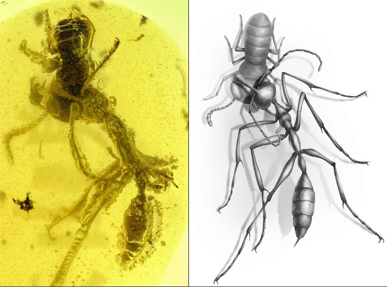 Доисторический адский муравей, застрявший в янтаре, мучает свою жертву уже 99 миллионов лет