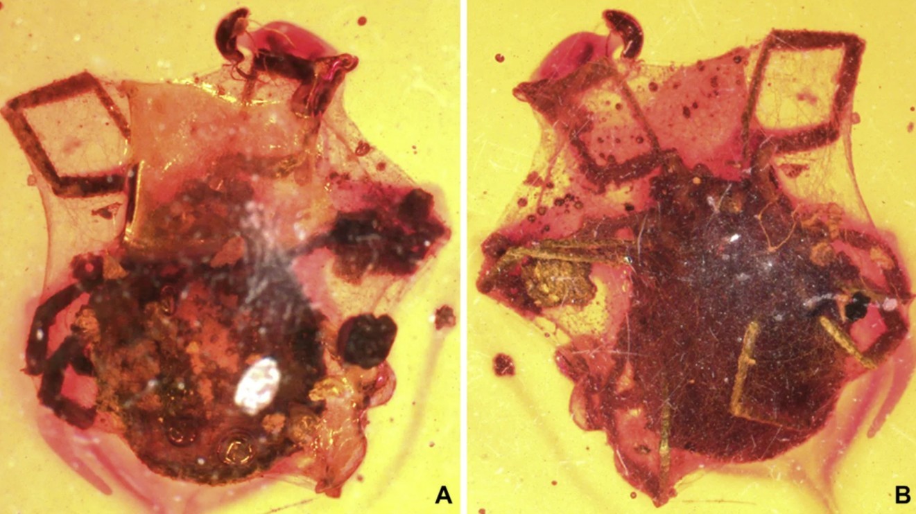 Самые странные янтарные окаменелости из когда-либо обнаруженных