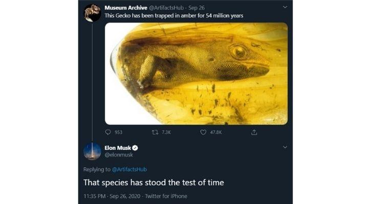 Этому геккону в янтарной ловушке 54 миллиона лет, но он все еще выглядит живым