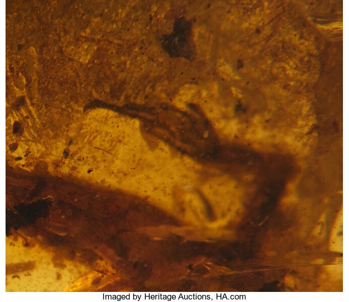 Часть ящерицы в янтаре мелового периода