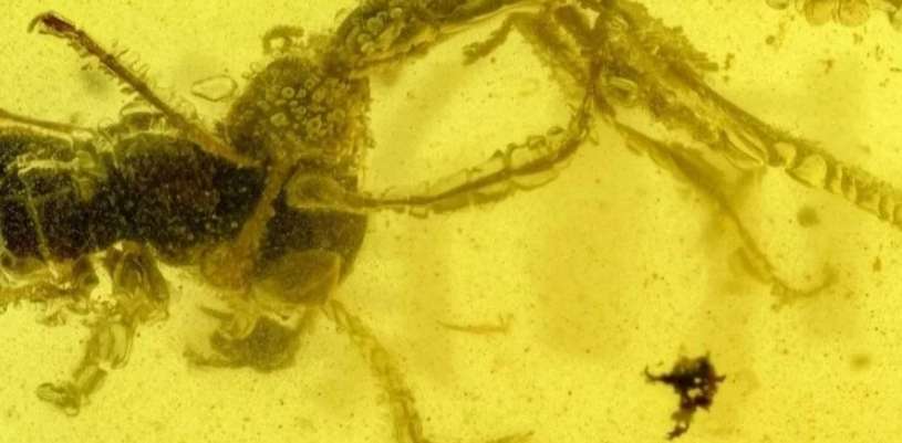 Ученые нашли янтарь с застывшими в битве насекомыми мелового периода