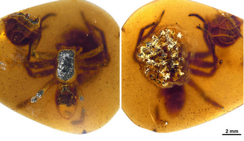 Ученые нашли в янтаре паучих мелового периода, защищавших свое потомство