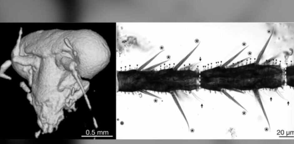 Усачи с выразительным взглядом. Ученые показали, как выглядели тараканы 100 млн лет назад