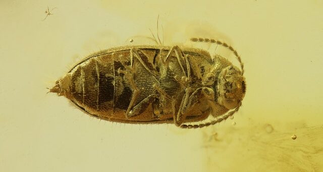Калининградские учёные нашли в янтаре новый вид жука-тенелюба