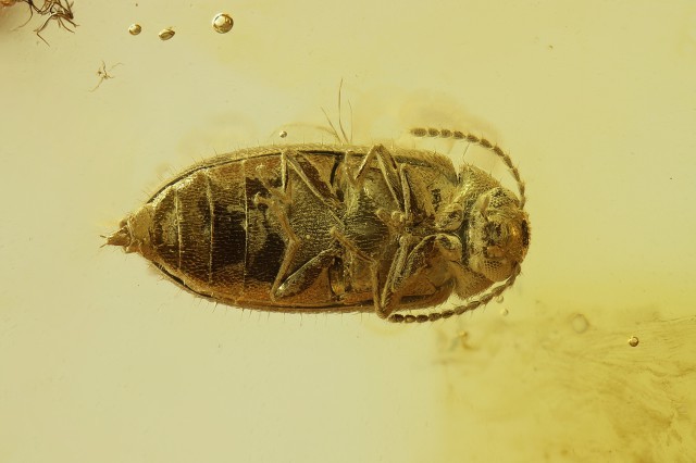 Калининградские учёные нашли в янтаре новый вид жука-тенелюба
