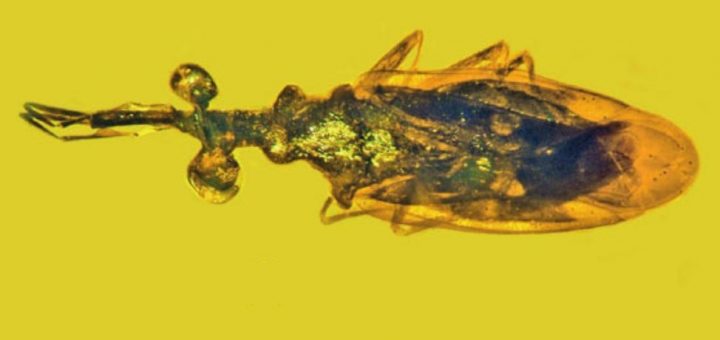 У крошечного жука из бирманского янтаря было 360-градусное зрение