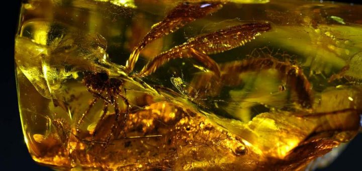 Под Калининградом нашли янтарь со стрекозой возрастом 50 млн лет