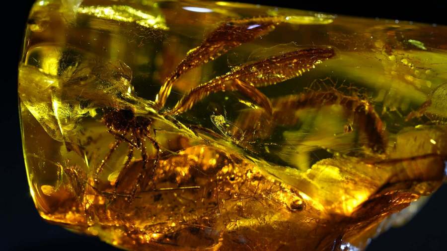 Под Калининградом нашли янтарь со стрекозой возрастом 50 млн лет