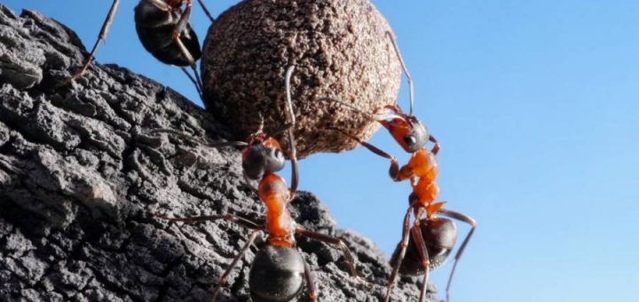 Новый вид муравьев обнаружен в древнем янтаре