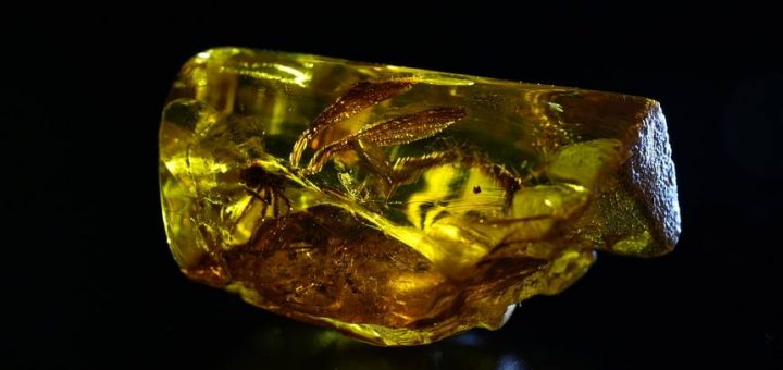 Янтарь со стрекозой возрастом 50 млн лет передали одному из частных калининградских музеев