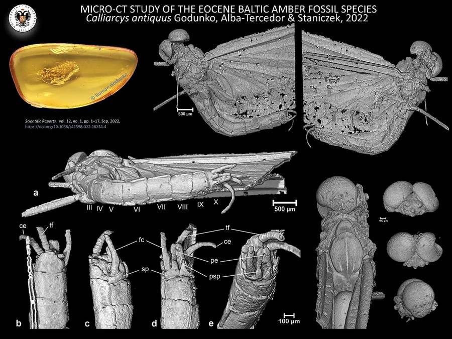 Идентифицирован неизвестный род насекомых Calliarcys antiquus, "застрявший" в янтаре на 35 миллионов лет