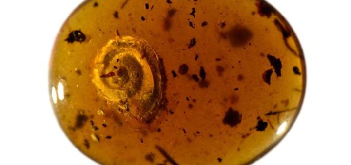 Волосатая улитка обнаружена в янтаре возрастом 99 миллионов лет