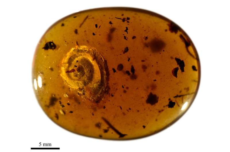 Cyclophoridae
