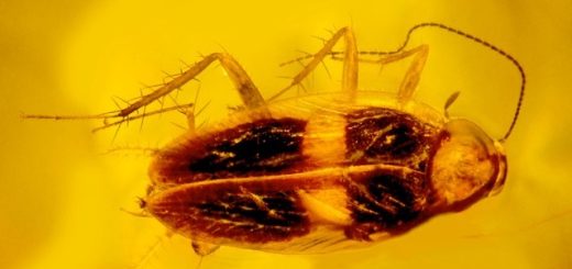 Исследователь янтаря из штата Орегон обнаружил новый вид таракана и первую окаменевшую сперму таракана