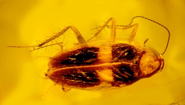 Исследователь янтаря из штата Орегон обнаружил новый вид таракана и первую окаменевшую сперму таракана