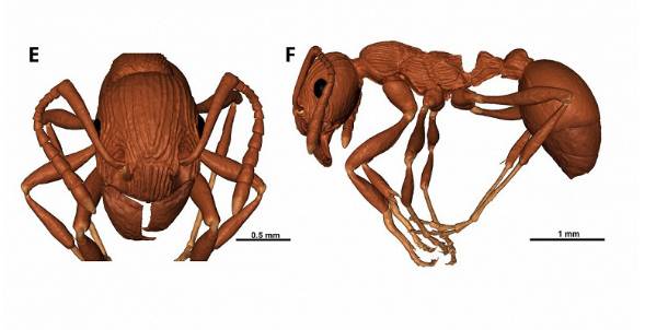 В калининградском янтаре обнаружили новый вид муравья Manica andranna возрастом 38 млн лет