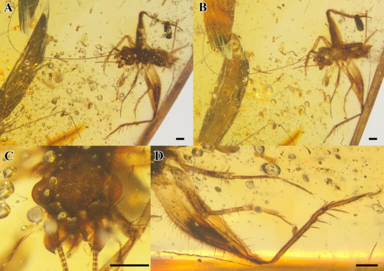 Новый вид сверчков обнаружили в янтаре возрастом 99 миллионов лет