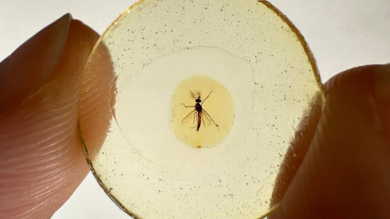 В янтаре из Ливана найдены самцы зубастых комаров, пившие кровь