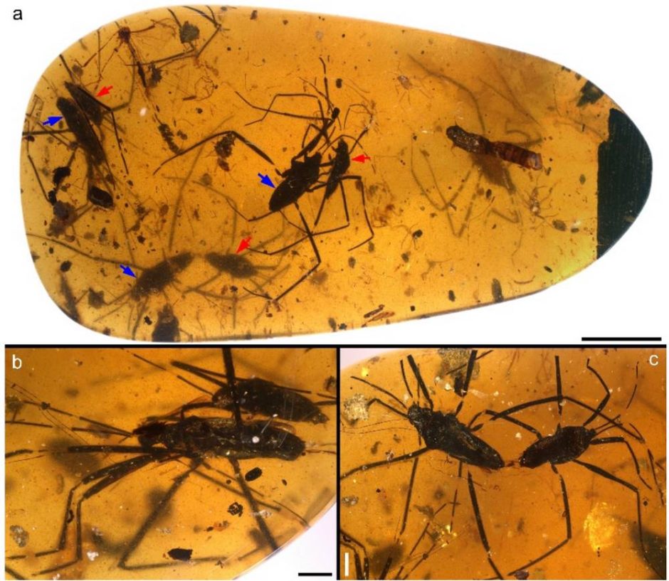 Китайские исследователи выявили динамику спаривания древних насекомых в янтаре