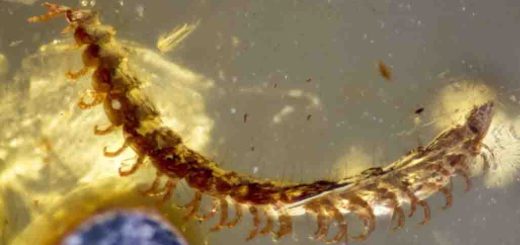 Ученые обнаружили в янтаре из Мьянмы новый вид 98-миллионолетних многоножек