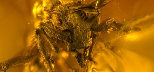 муравей застывший в янтаре