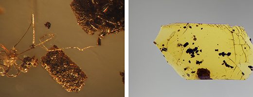 Янтарь с включением клеща